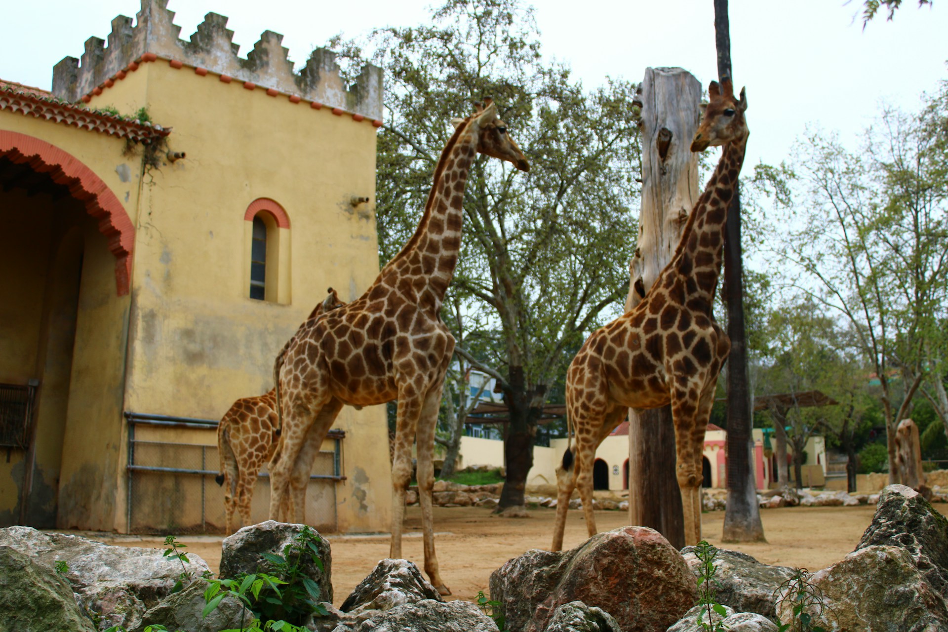 Image for Lisbon Zoo