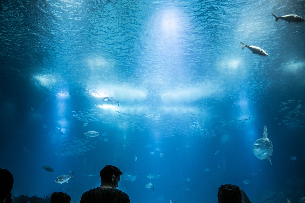 Image for Oceanarium de Lisbon