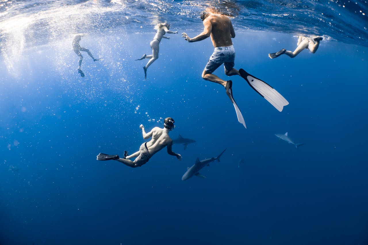Swim with whale sharks in Oslob 1