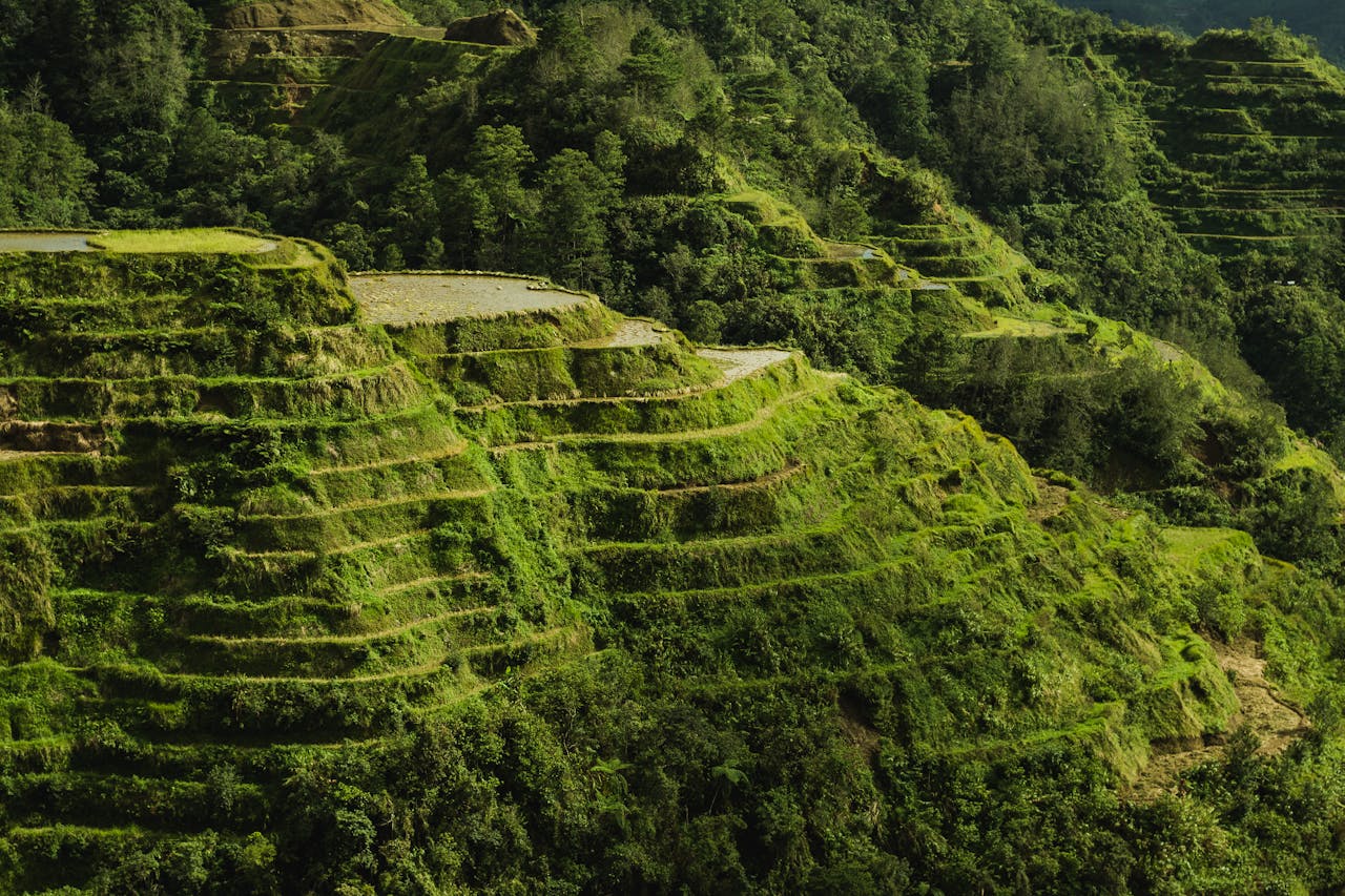 Panoramic view of the rice terraces at sunrise or sunset.of Banaue
