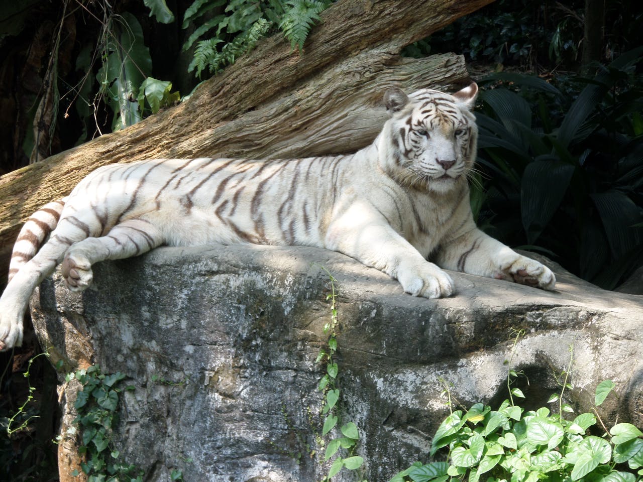 White Tiger Lying on the Rock in Singapore Zoo